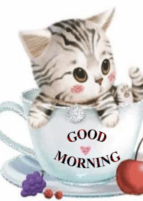Cute Good Morning Cat GIF Download