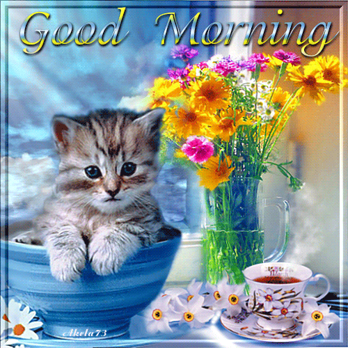 Cute Good Morning Cat GIF Download