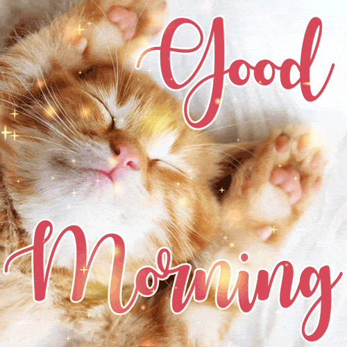 Good Morning Cat GIF Images