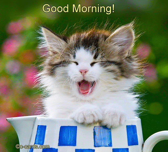 Good Morning Cat GIF Images
