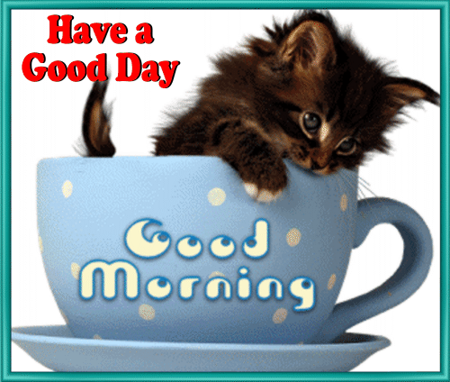 Good Morning Kitten GIF Images