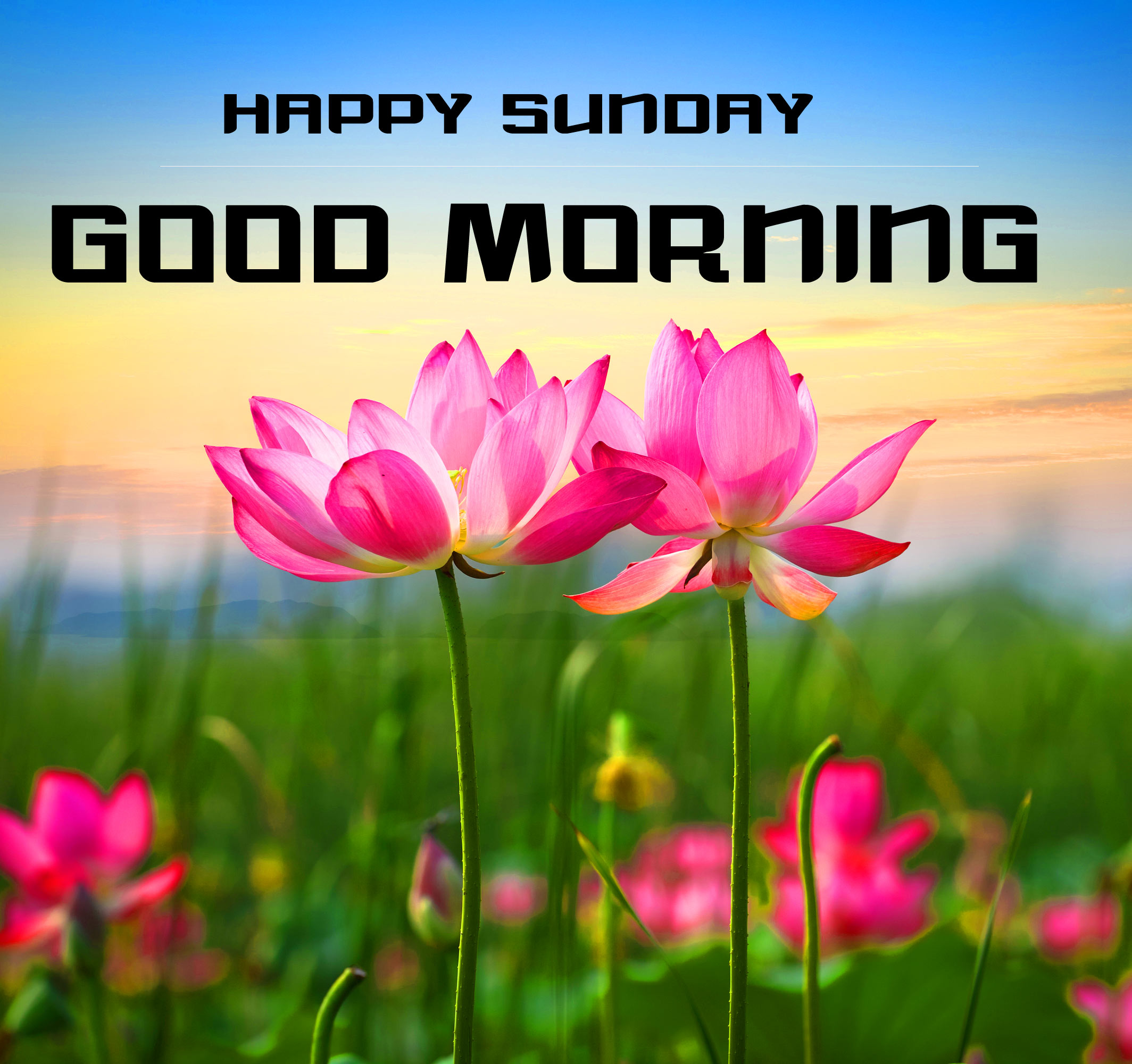 Good Morning Happy Sunday Hd Images