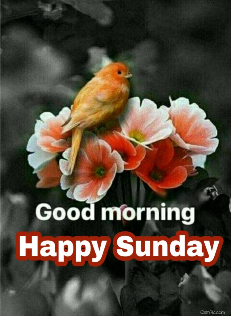 Good Morning Happy Sunday Hd Images