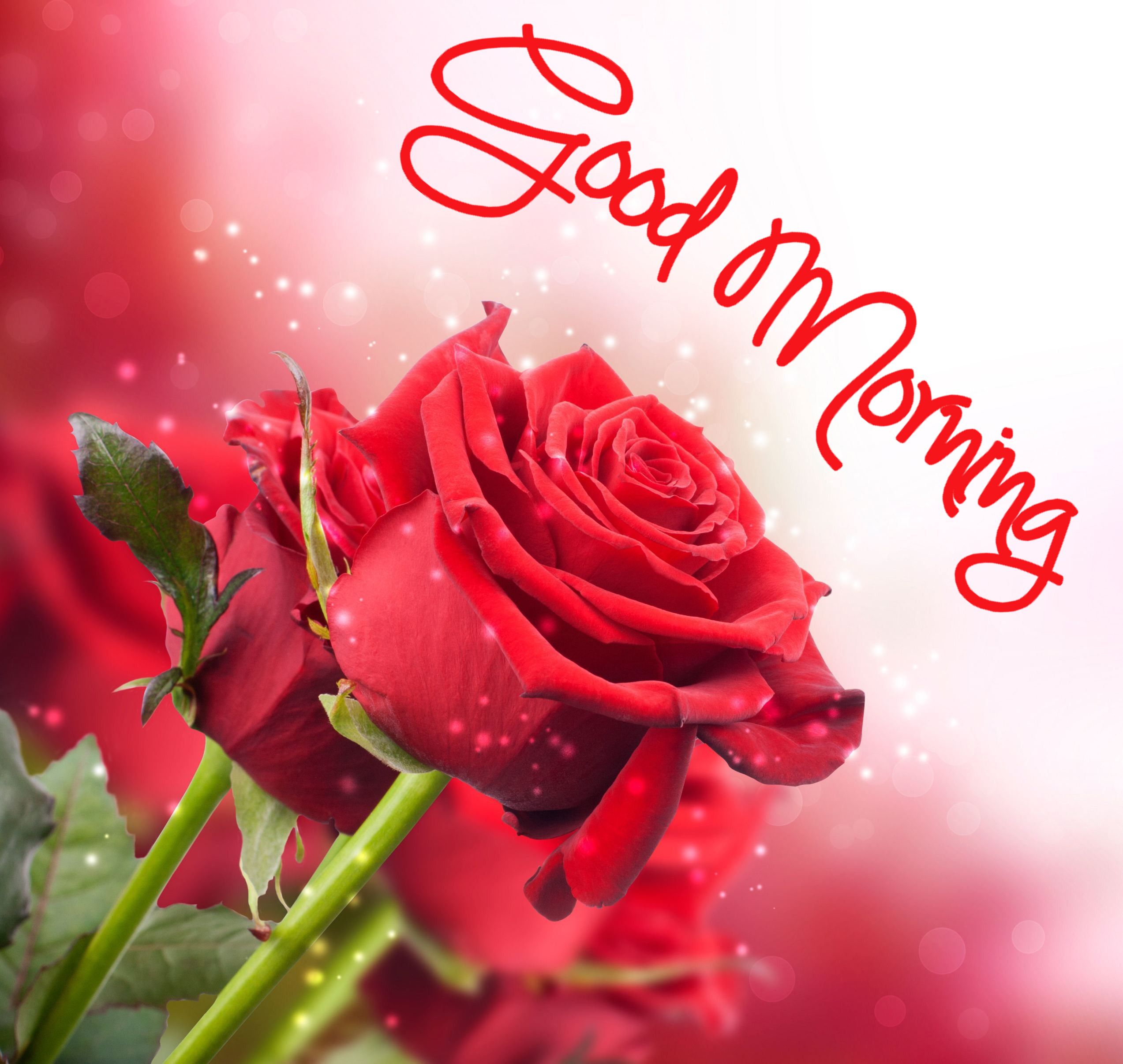 Good Morning Images With Flowers HD