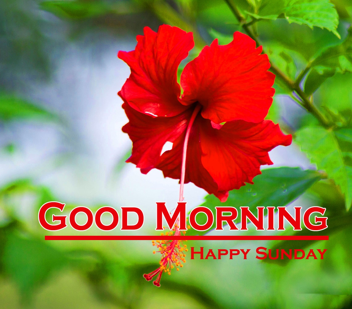 Good Morning Happy Sunday Hd Images