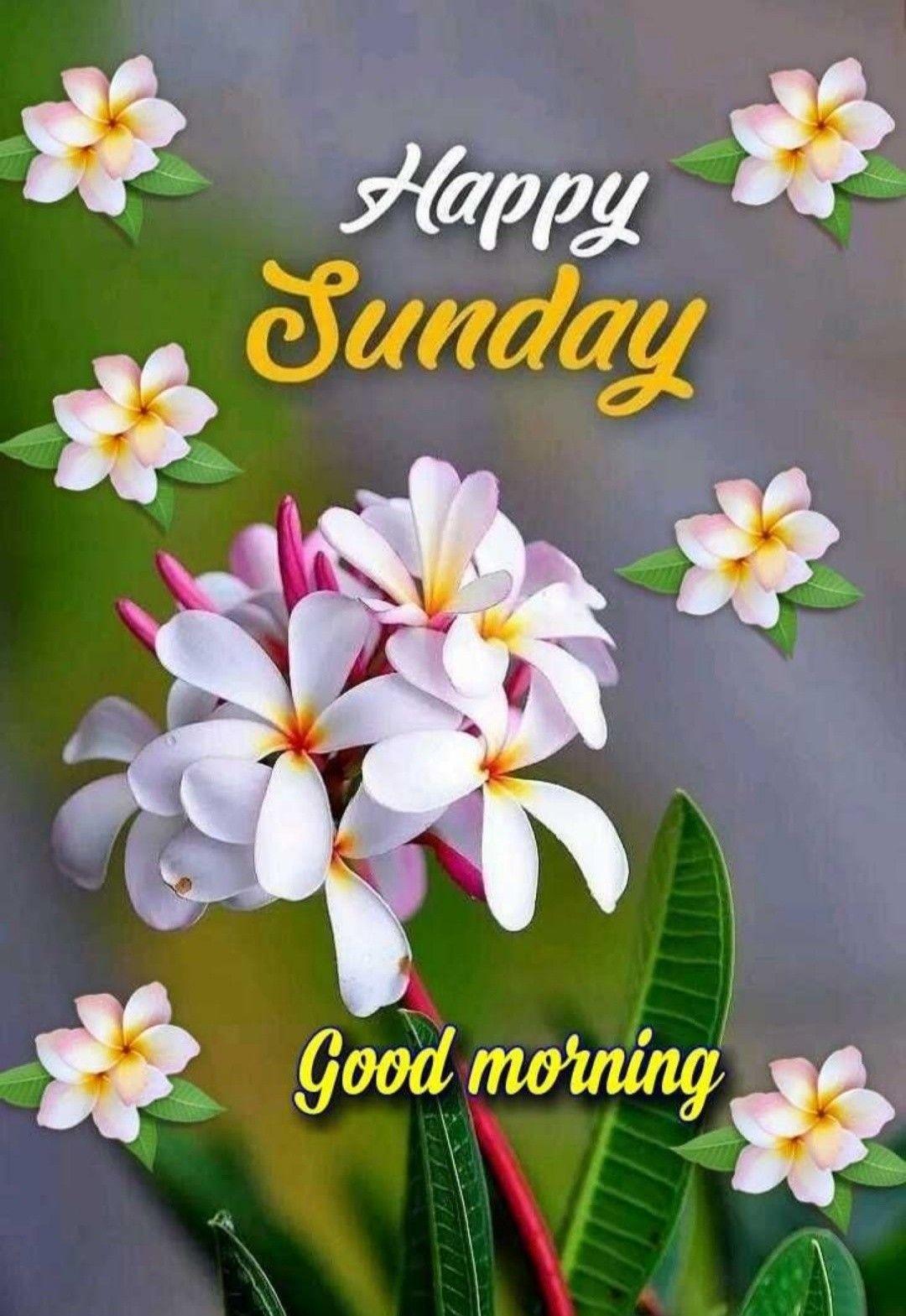 Good Morning Happy Sunday Hd Images