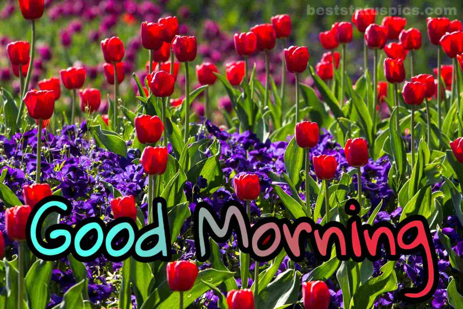 Good Morning Images With Flowers HD