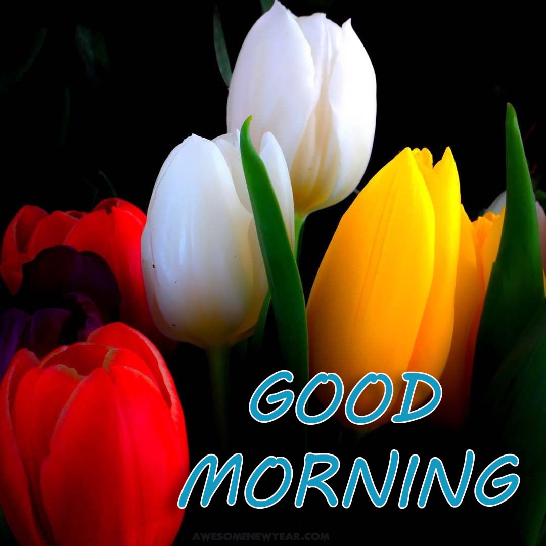 Good Morning Images With Flowers HD