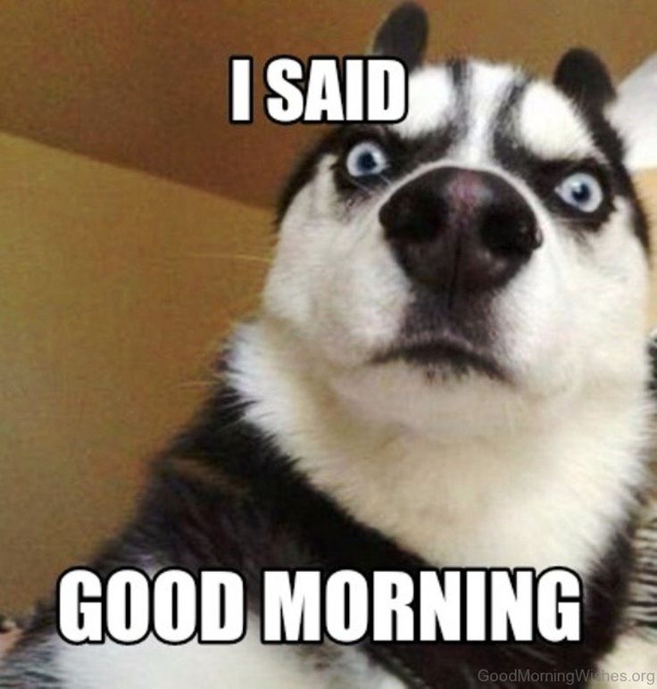 Good Morning Dog Memes