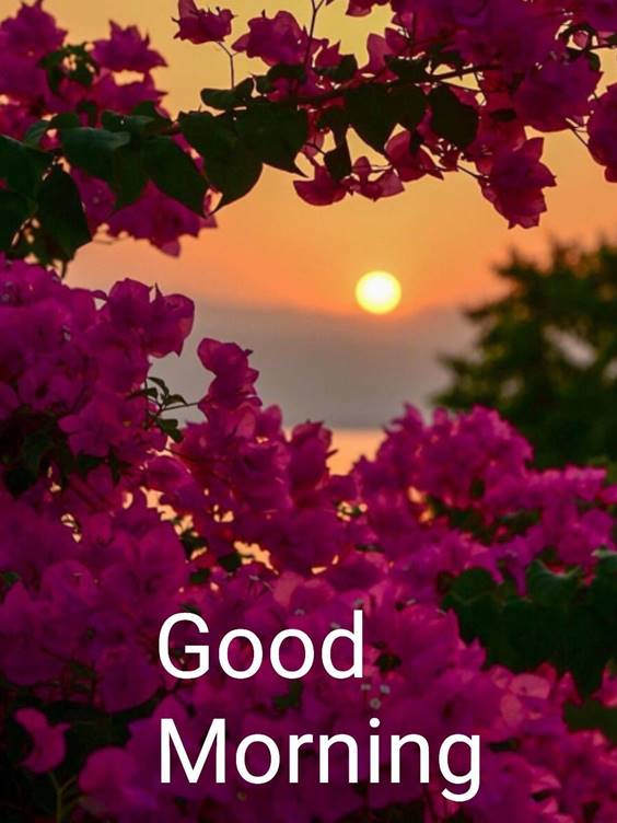 Good Morning Heart Touching Images