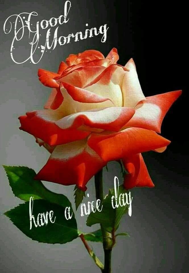 Beautiful Good Morning Rose Images