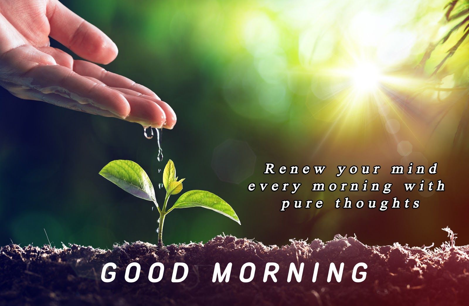 Good Morning Nature Quotes