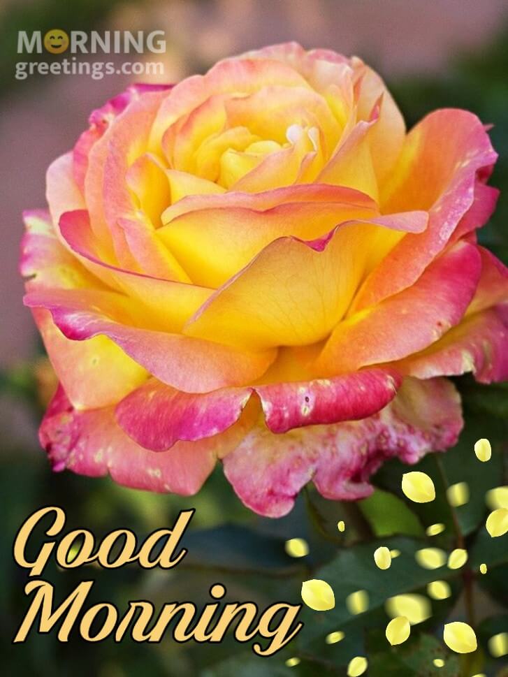 Good Morning Rose Flower Images