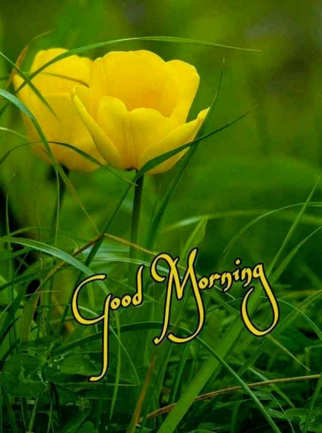 Good Morning Flower Images