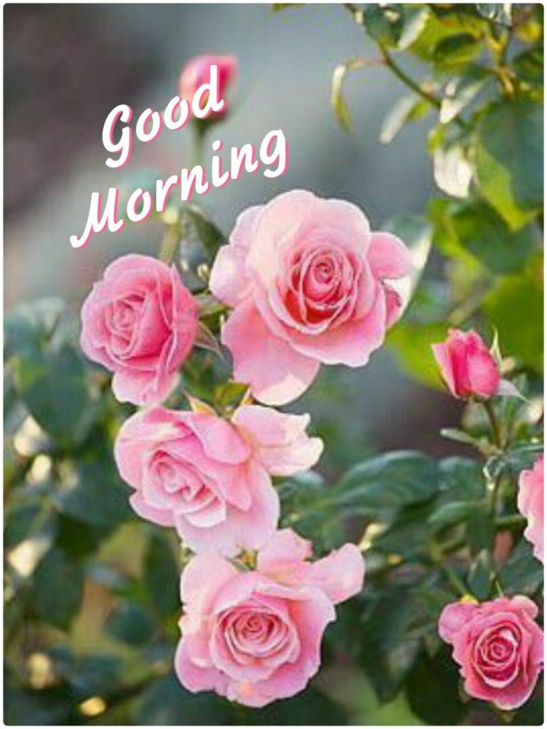 Good Morning Rose Flower Images