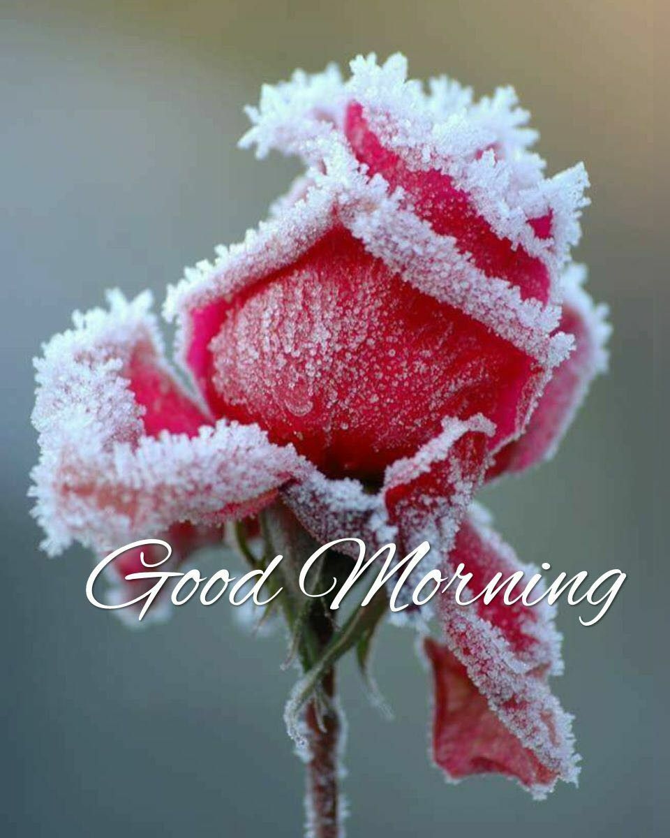 Good Morning Winter Images