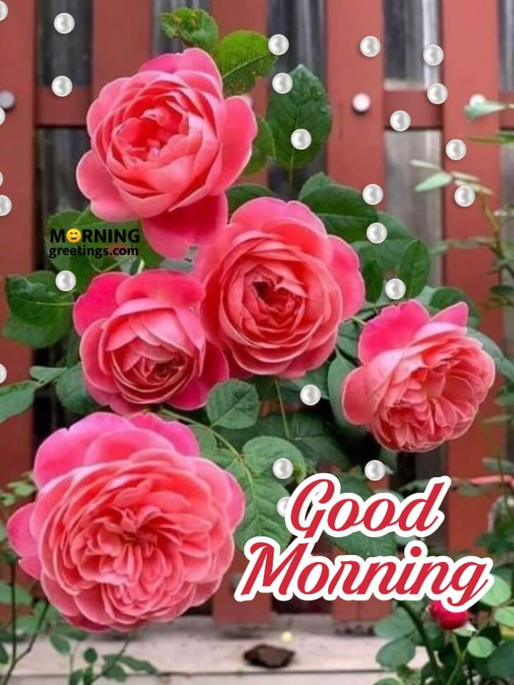 51+ Good Morning With Rose Images & Romantic Rose Flowers