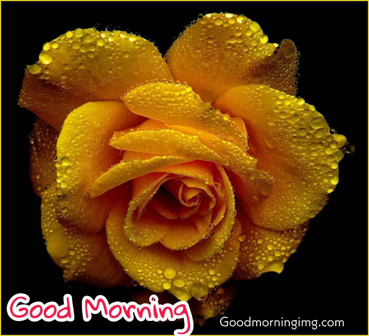 71+ Good Morning Flower Images, Beautiful Flower Images HD