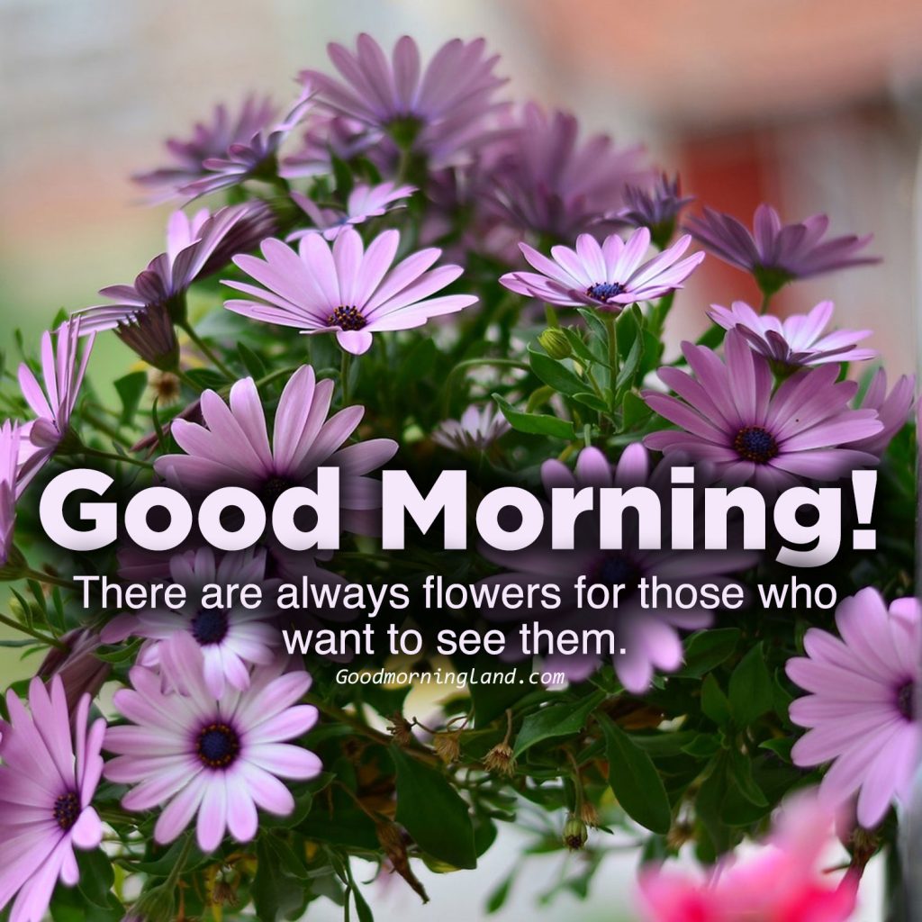 Good Morning Images For WhatsApp Free Download With Flowers