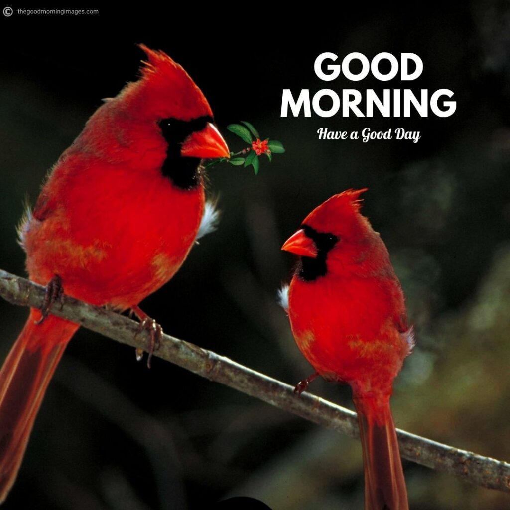 Good Morning Birds Images