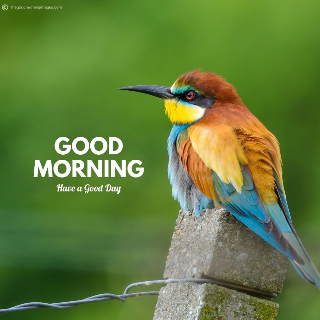51+ Good Morning Images With Birds And Flowers, GM Bird Images
