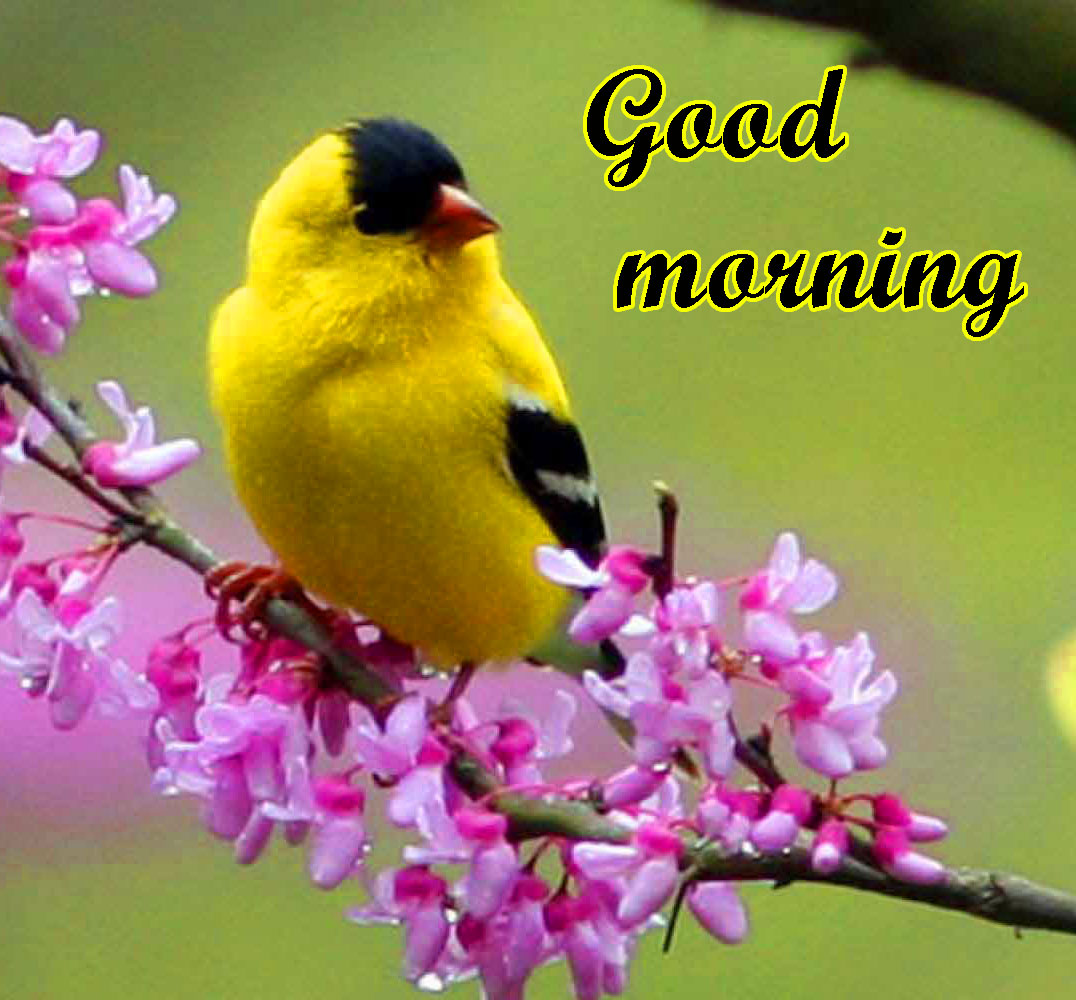 51+ Good Morning Images With Birds And Flowers, GM Bird Images