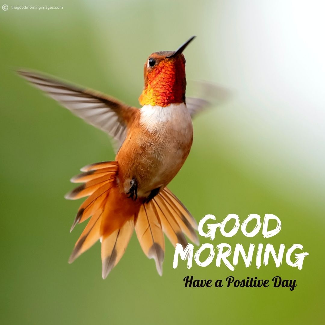 Good Morning Birds Images With Quotes