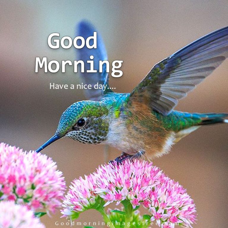 Good Morning Birds Images With Quotes