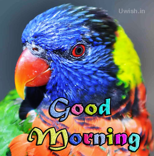 Good Morning Parrot Images With Quotes