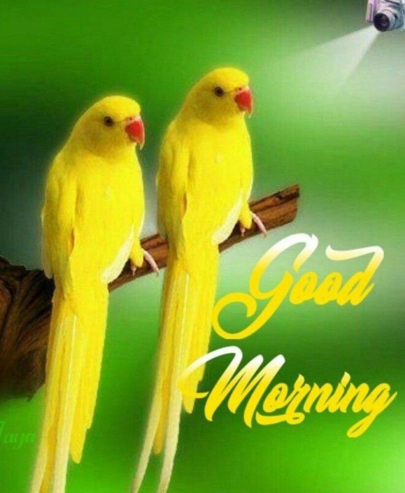 Good Morning Parrot Images With Quotes