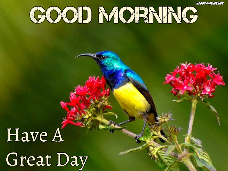 Good Morning Images With Birds And Flowers