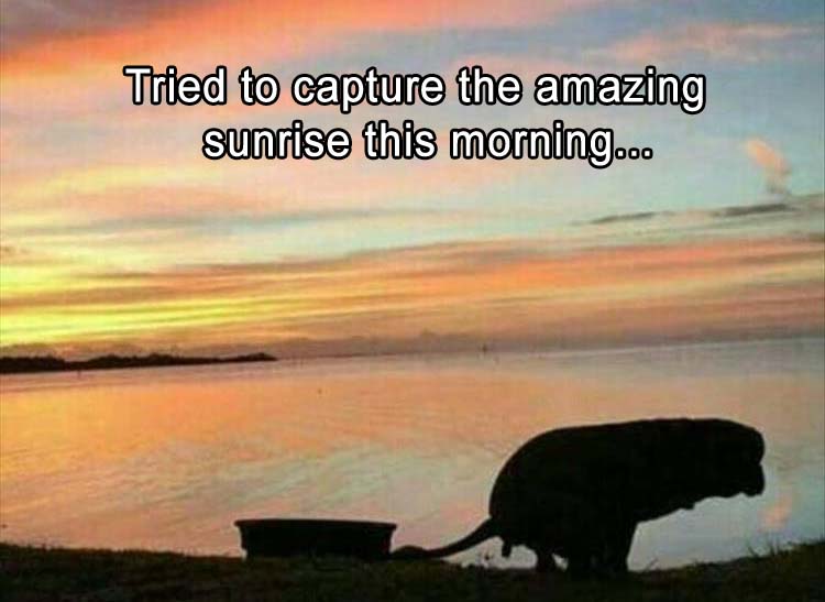 Good Morning Funny Sunrise Quotes