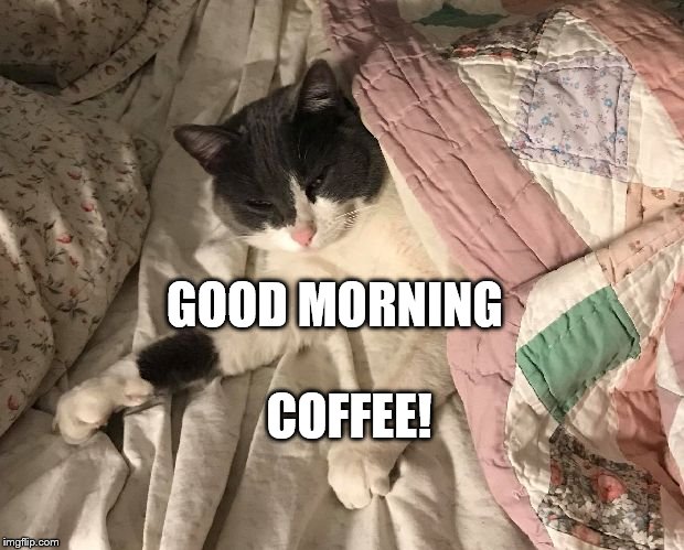 51+ Funny Good Morning Images [GM Cat Meme & Dog Meme]