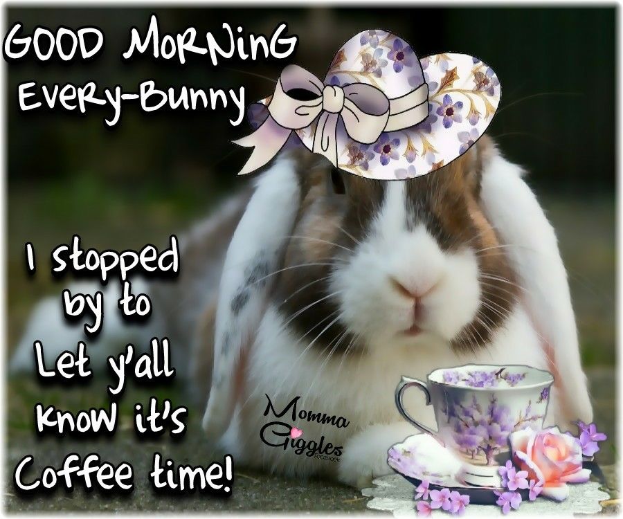 Funny Good Morning Honey Bunny Images