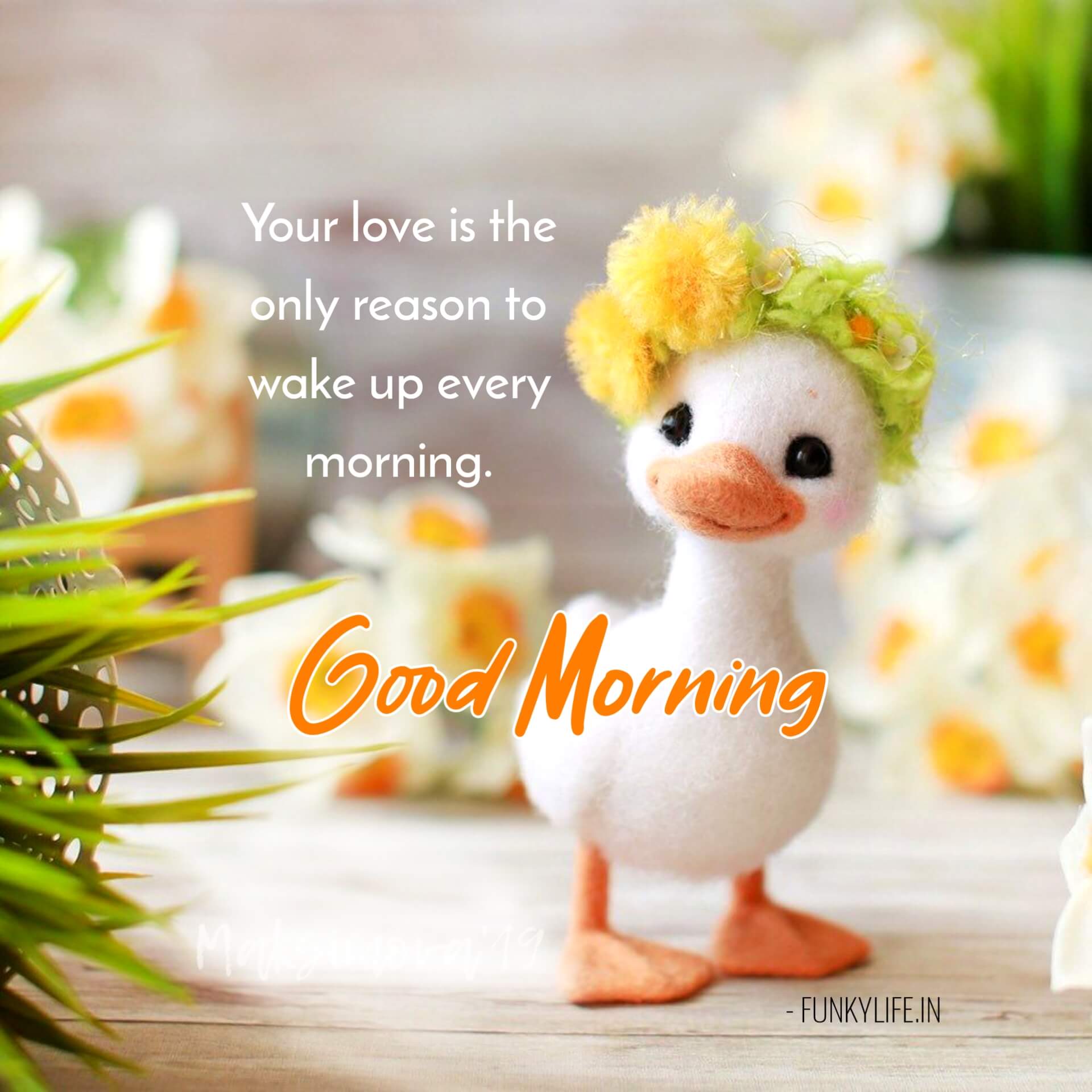 Good Morning Cutie Quotes