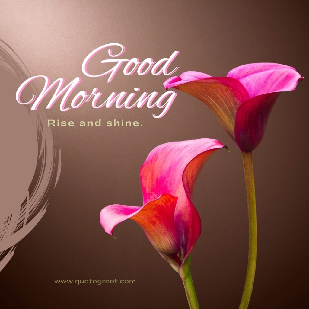 Good Morning Lily Flowers Images