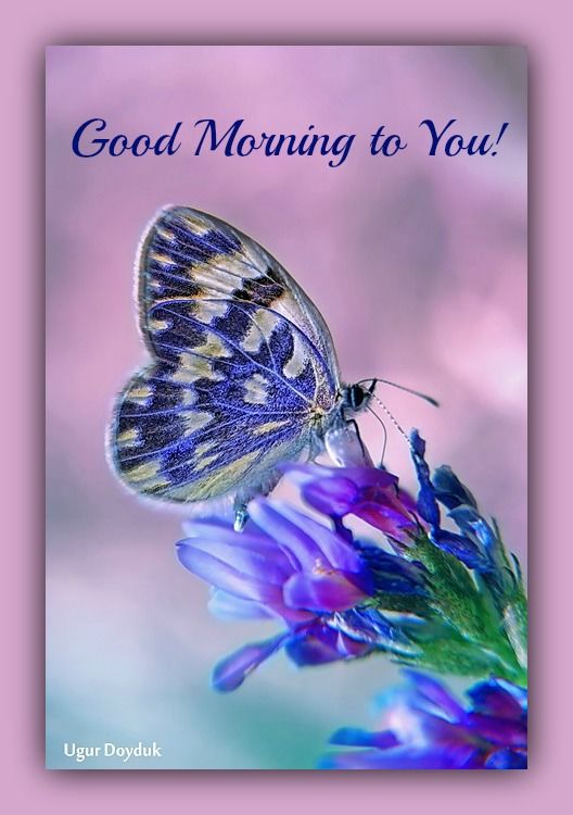 Good Morning Butterfly Quotes Images