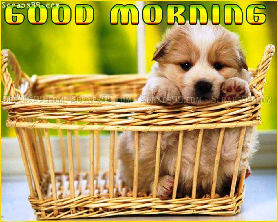 Cute Good Morning Puppy Pictures