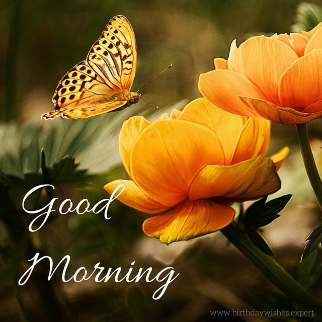 Good Morning Butterfly Quotes Images