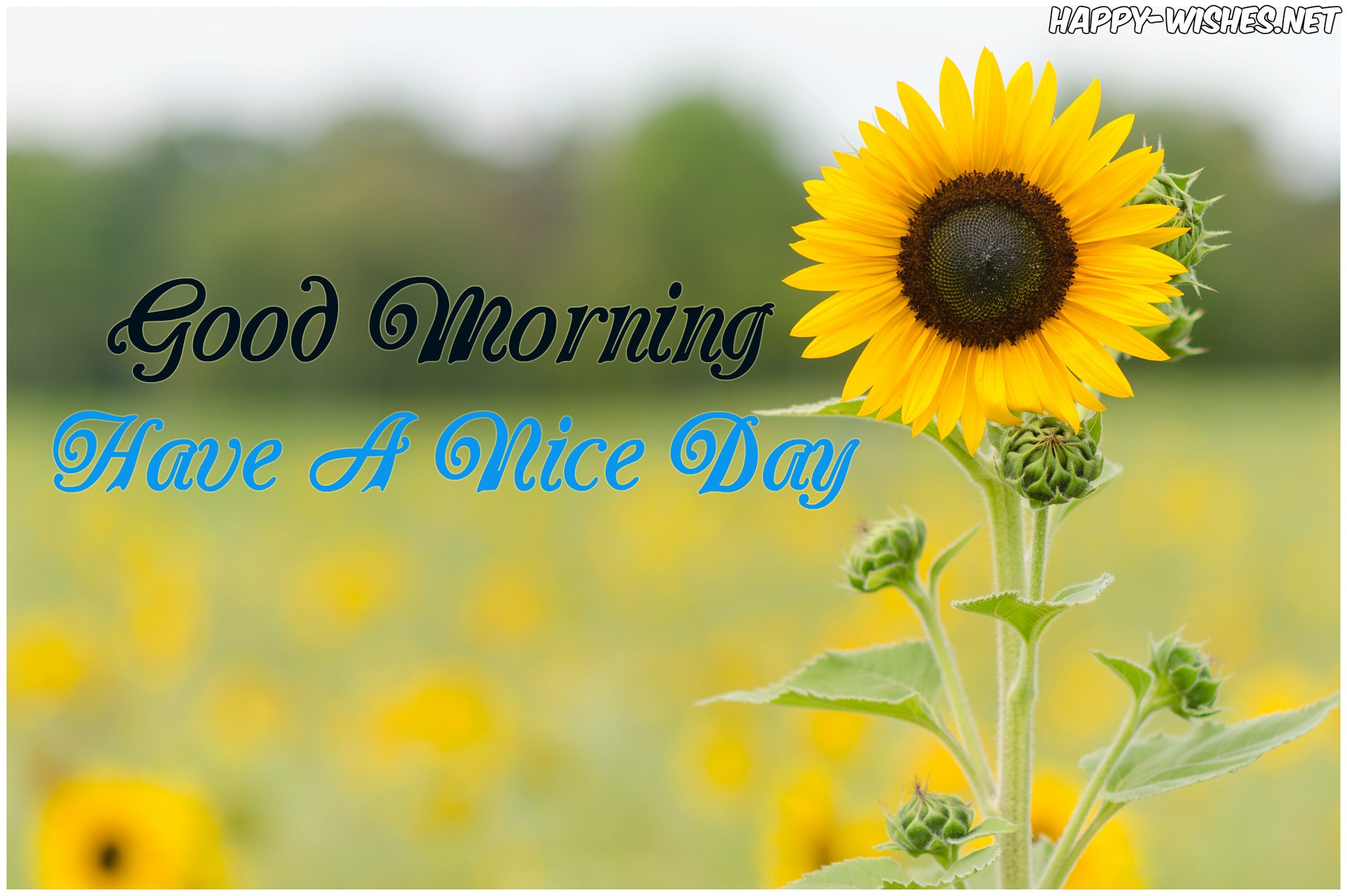 Good Morning Sunflower Wallpapers