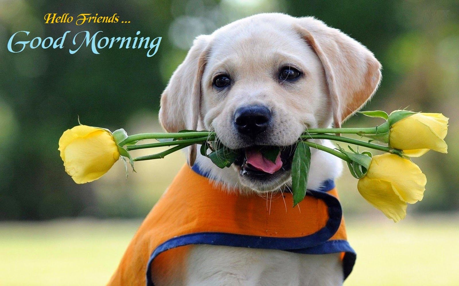 Cute Good Morning Puppy Pictures