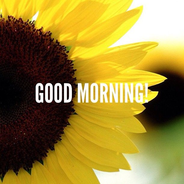 Good Morning Sunflower Wallpapers