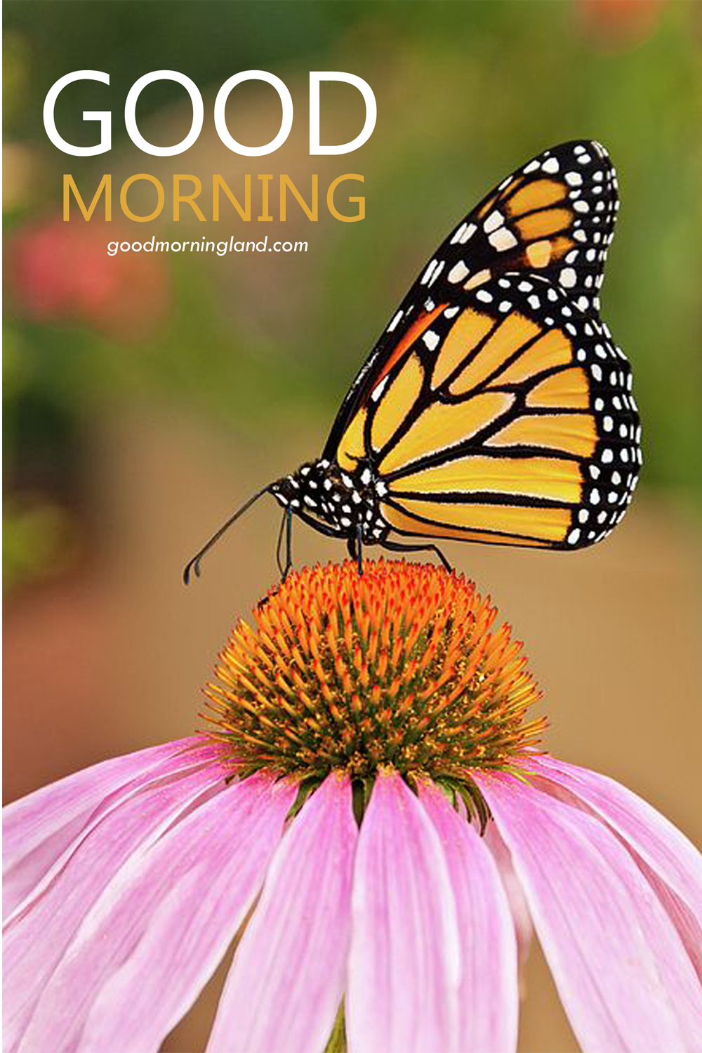 Good Morning Butterfly Images