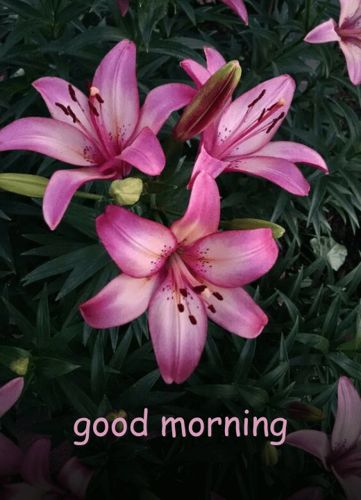 Good Morning Lily Flowers Images