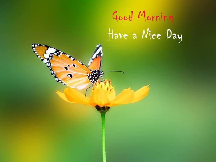 Good Morning Butterfly Wallpaper