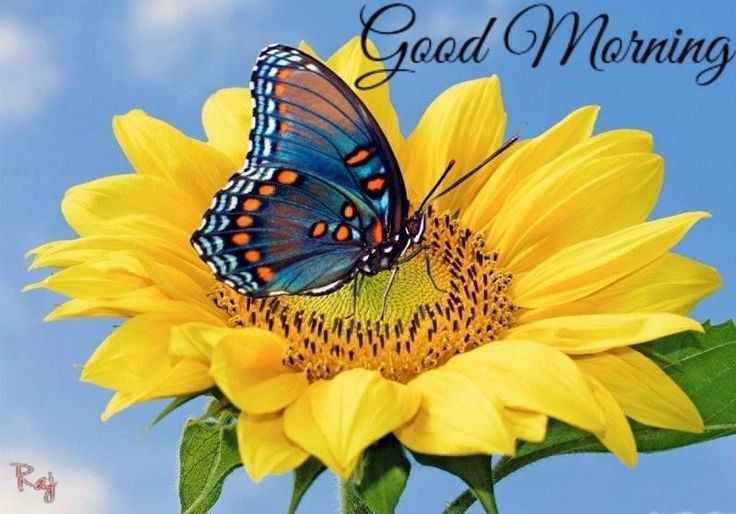 Good Morning Butterfly Wallpaper