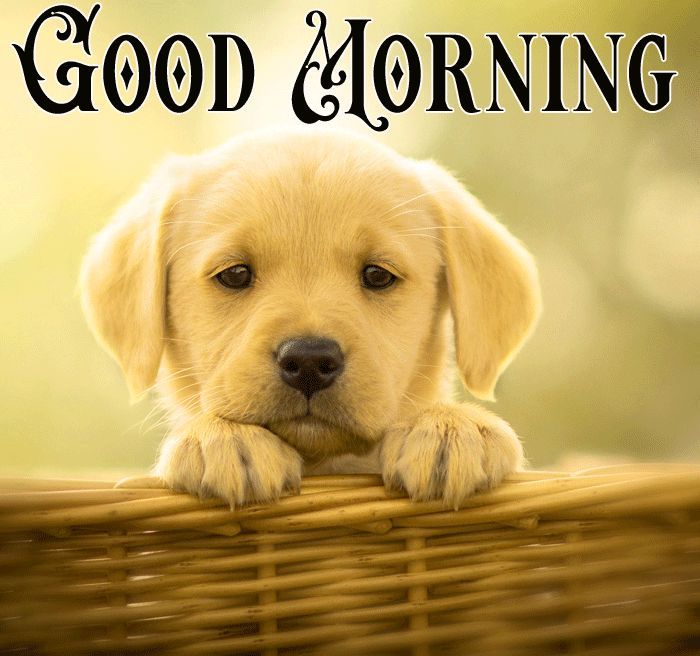 Funny Good Morning Puppy Pics