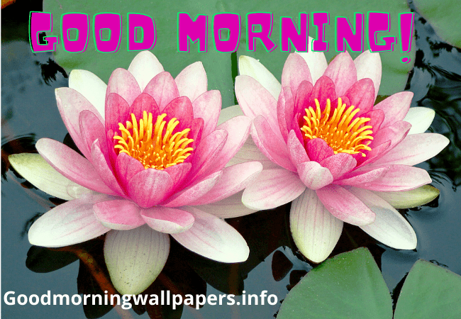 Good Morning Lily HD Wallpapers