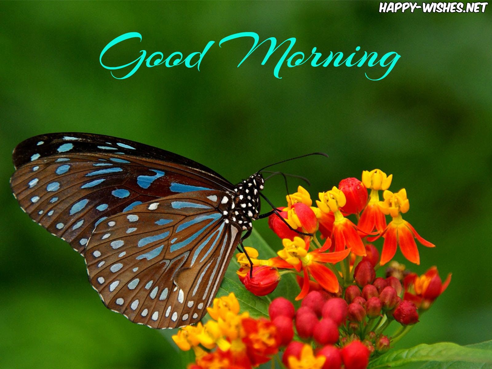 Good Morning Butterfly Wallpaper