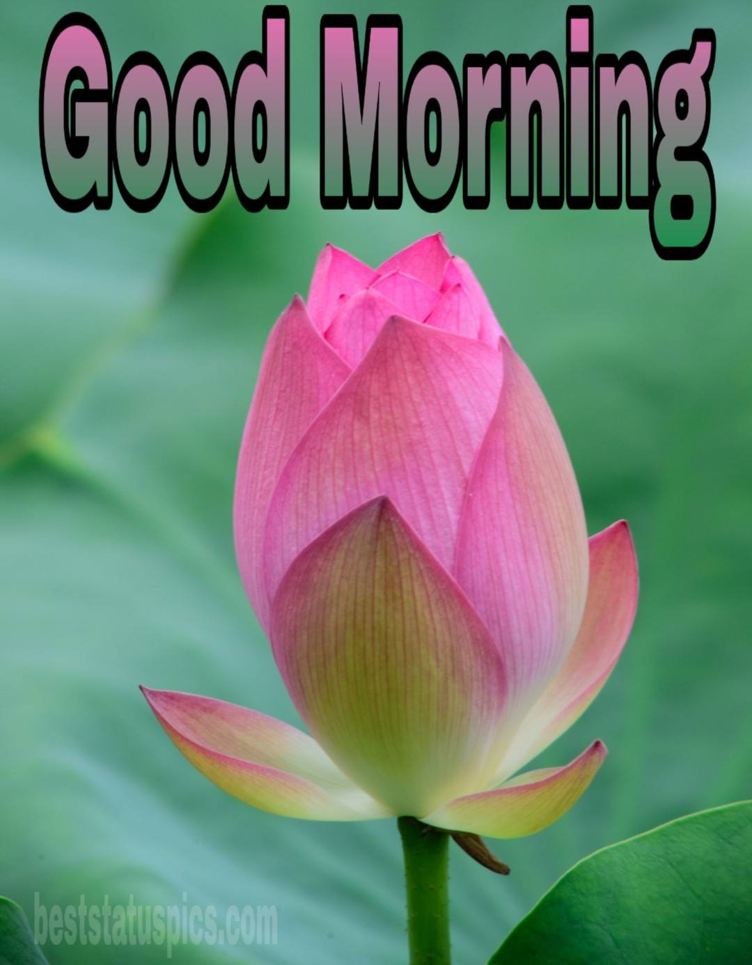 Good Morning Lily HD Wallpapers